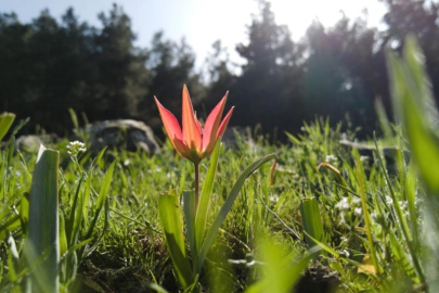 Spil Dağı'nda Manisa Lalesi Çiçek açtı: Koparmanın cezası arttı