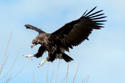 'Uçan Halı' rehabilitasyona alındı