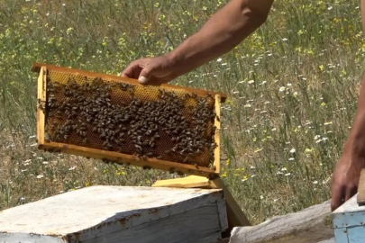 Gazipaşa'da ormanlık alanda arı kovanı hırsızlığı