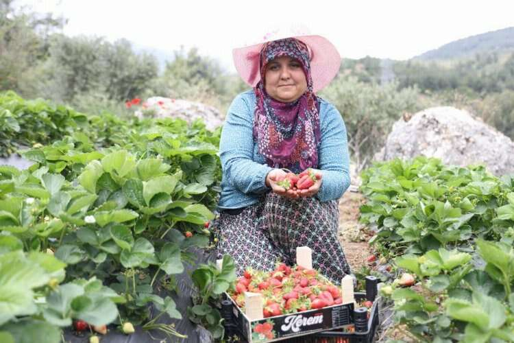çilek hasadı
