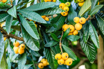 Mersin Aydıncık'ta yenidünya hasadı devam ediyor