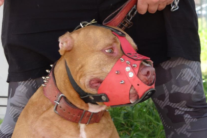 Bayrampaşa’da dehşet anı! Ağızlıksız pitbull, polise saldırdı