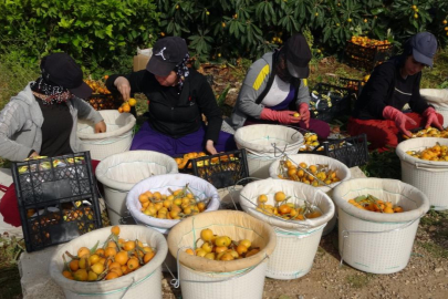 Mersin'de 'Sarı Altın' hasatı