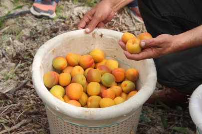 Mersin'de kayısı hasadı başladı