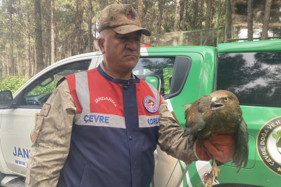 Akçakale'de İzinsiz Kızıl Şahin besleyen kişiye 30 bin 322 TL para cezası