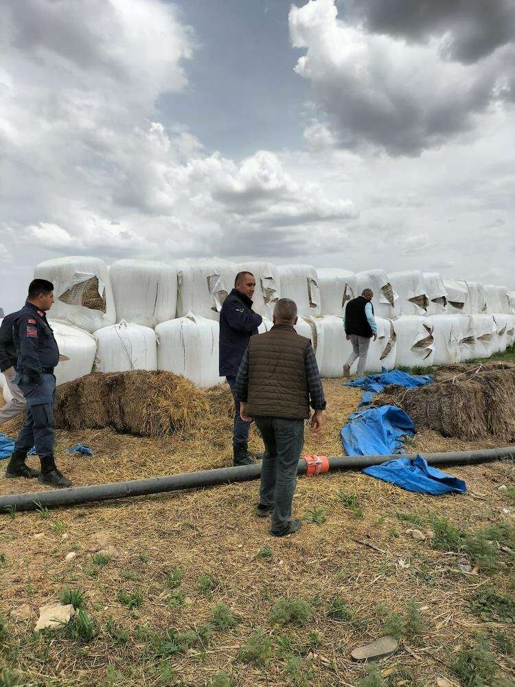  Damızlık Sığır Yetiştiricileri Birliği 