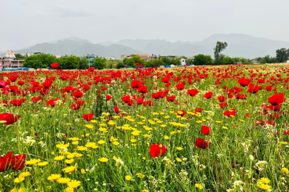 Hatay'da gelinciklerin açtığı tarlalar fotoğraf meraklılarını ağırladı