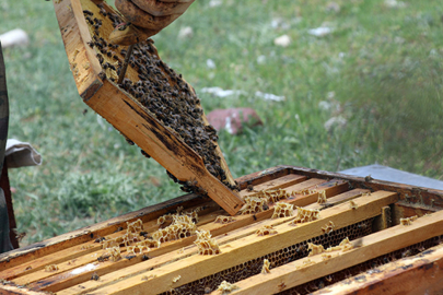 Hobi olarak arıcılığa başlayan terör gazisi, devlet desteğiyle 400 kovana ulaştı