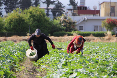 Hatay'da bereketli topraklarda salatalık hasadı başladı