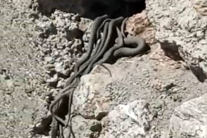 Yüksekova’da yine yılan vakası: Sürü halinde yılanlar görüntülendi