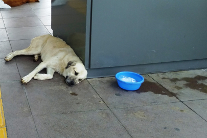 Nesrin Çıtırık’tan muhtarlara çağrı