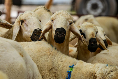 Türk Kızılay 2025 vekâletle kurban kesim fiyatlarını açıkladı