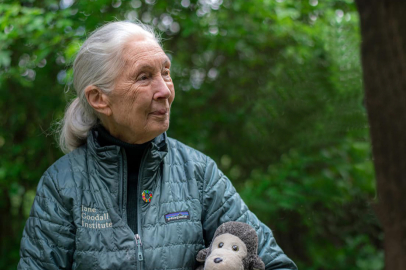 Ünlü doğa savunucusu Dr. Goodall İstanbul’un yaban hayatı ile buluştu