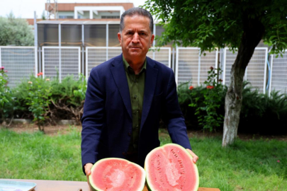 Adana'da karpuz hasadı başladı