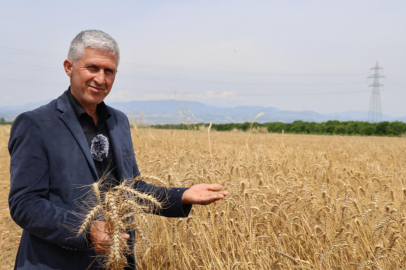 Kozan'da buğday hasadında yüksek rekolte çiftçileri sevindirdi