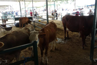Malatya'da kurbanlıkların fiyatları belli oldu