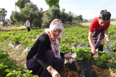 Mersin' de Milli Eğitim Müdürü Durmuş öğrencilerle çilek hasadında buluştu