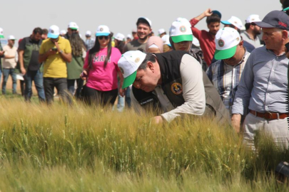 Ceylanpınar Tarım İşletmeleri'nde yapılan deneme ekimi olumlu sonuçlar verdi