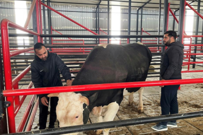 Sakarya'da dev tosun kurban bayramı öncesi 750 bin TL'ye satışa sunuldu