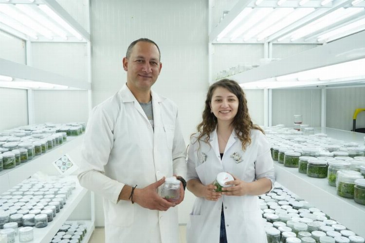 sert çekirdekli meyve