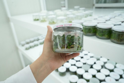 Sert çekirdekli meyveler, doku kültürü ile hastalıklardan arındırılarak çoğaltılacak