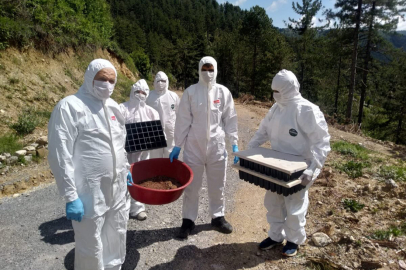 Ormanlar, biyolojik mücadeleyle korunuyor