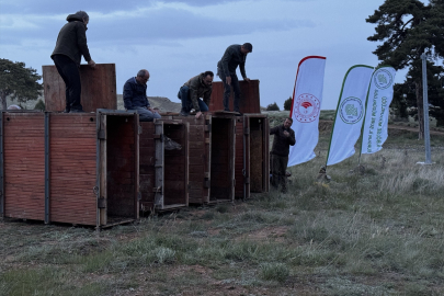 Salda Gölü çevresi kızıl geyiklerin yeni yuvası oluyor