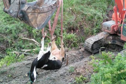 Adana'da dere yatağına düşen inek ve buzağısı kurtarıldı