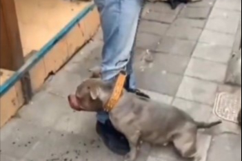 Kadıköy'de pitbull cinsi köpek çevredekilere saldırdı