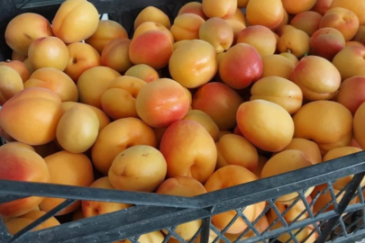 Mersin Mut'ta 62. Kayısı Kültür ve Sanat Festivali 24-26 Mayıs'ta başlıyor