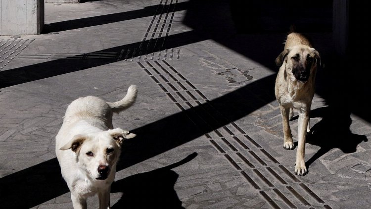 sokak hayvanları uyutulacak mı