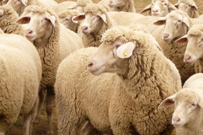 Seyhan'da kurban satış yerleri belli oldu