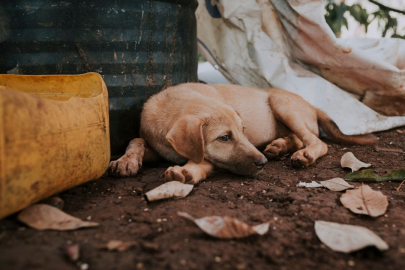 Sokak hayvanlarını koruma yasası: Sahipsiz köpeklerin kaderi ne olacak? Uyutulacaklar mı?