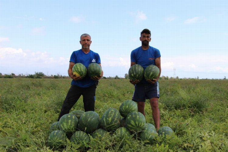 karpuz hasadı