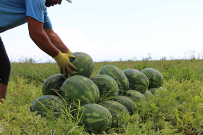 Hatay'da yurt dışına ihraç edilen erkenci karpuz, tarlada 9 TL’ye satılıyor