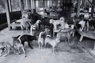 1910 Köpek Katliamı: Hayırsızada