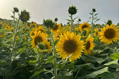 Adana'daki ayçiçeği üretimi alanları görsel şölen sunuyor