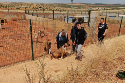 Gaziantep'te 645 hayvan kapasiteli barınak kuruldu