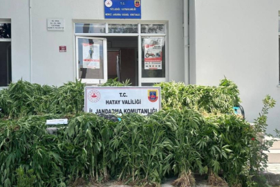 Yayladağı'nda gizli kamera ile kenevir eken şahıs yakalandı