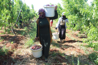 Amik Ovası'nda yassı şeftali hasadı sıcağa rağmen devam ediyor