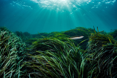 Akdeniz'deki balık türleri ve deniz çayırları, risk altında