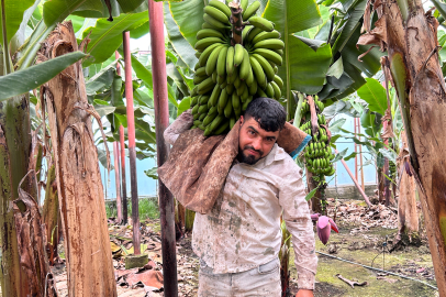 "Bereketli Topraklardan Bereketli Hasat: Hatay'ın Arsuz İlçesinde Muz Hasadı Başladı!"