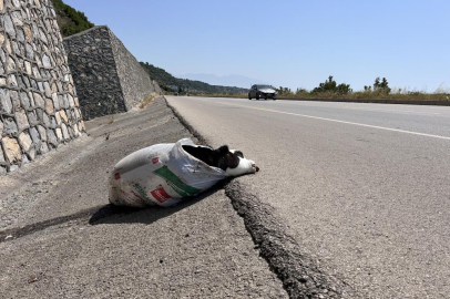 Hatay'da telef olan buzağı çuval içinde yol kenarına atıldı