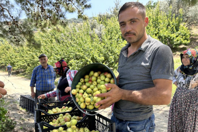 Sıcak havada zorlu kayısı hasadı