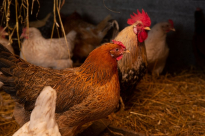 TÜİK: Tavuk eti üretimi azaldı, Hindi eti arttı