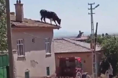 Konya’da sahibinden kaçan bir boğa çatıya çıktı