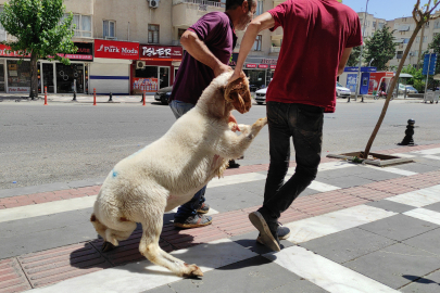 Şanlıurfa'da kaçan kurbanlık koç trafiği alt üst etti
