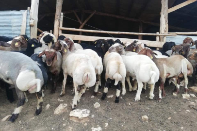 Kurbanlık satıcıları, bayramın üçüncü gününde alıcı bekliyor