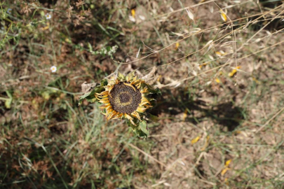Adana'da ayçiçek tarlaları aşırı sıcaktan kuruyor