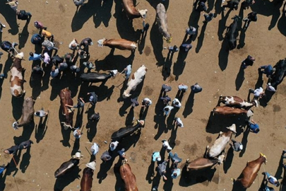 Bayramda 2,7 milyondan fazla kurbanlık satıldığı tahmin ediliyor